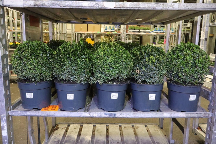 <h4>Buxu Sempervirens</h4>