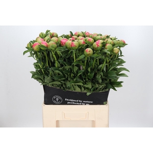 Paeonia Coral Sunset