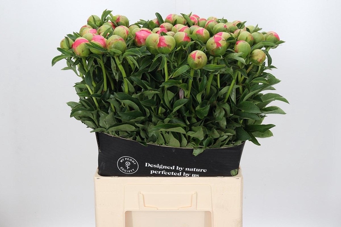 <h4>Paeonia Coral Sunset</h4>