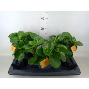 Peperomia obt. 'Green Gold'