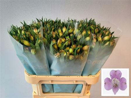 <h4>Alstr Layla</h4>