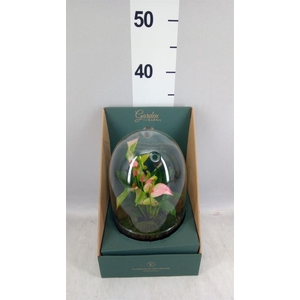 Arr.  Anthurium H%
