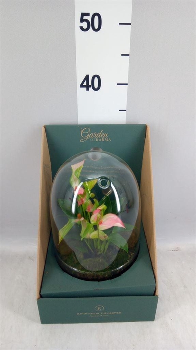 <h4>Arr.  Anthurium H%</h4>
