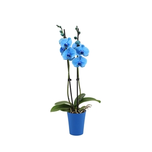 Linge Blue Phal I Am Blue 2T14+