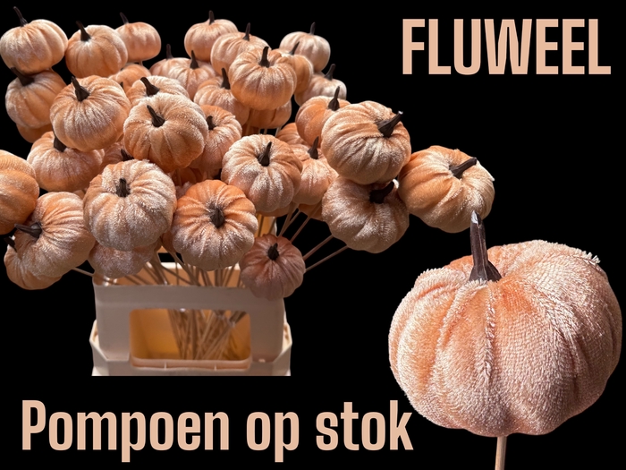 <h4>HUIS EN TUINDECO H%</h4>