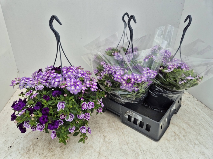 <h4>HANGING BASKETS</h4>