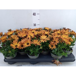 Osteospermum  'Senorita Lucia'