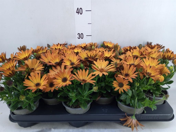 <h4>Osteospermum  'Senorita Lucia'</h4>
