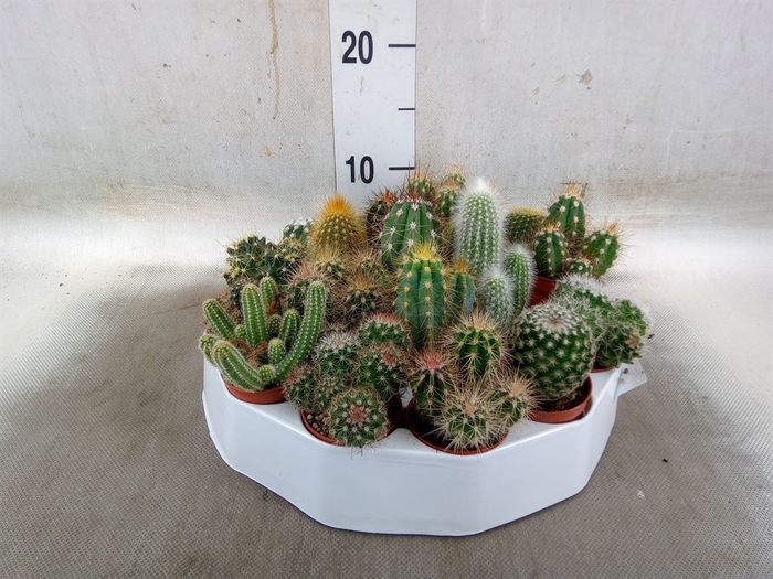 <h4>Cactus   ...mix</h4>