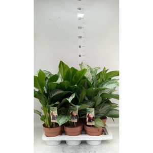 Aglaonema GB 'Silver Bay'
