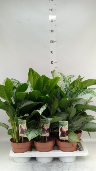 <h4>Aglaonema GB 'Silver Bay'</h4>