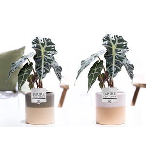 Alocasia Polly in P&PURE Tess ceramics ass.2