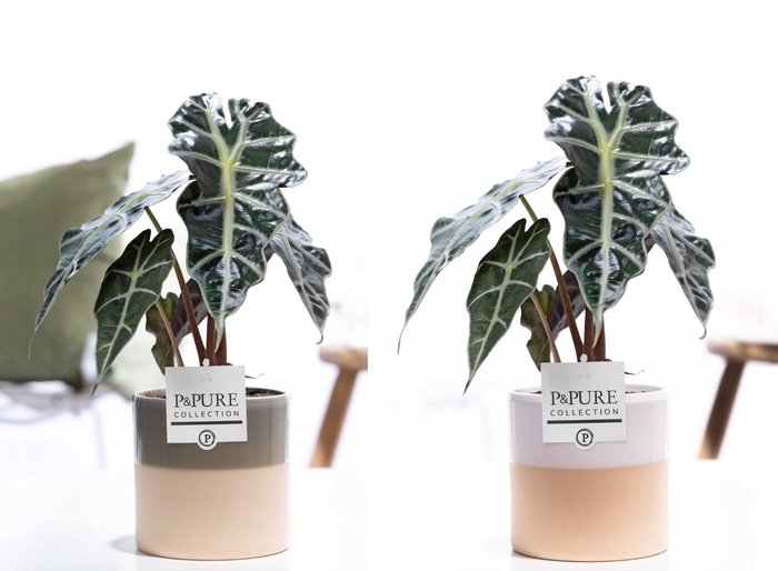 <h4>Alocasia Polly in P&PURE Tess 2 ceramics ass.2</h4>