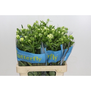 Ranunculus Butterfly Graces