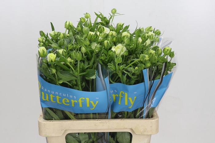 Ranunculus Butterfly Graces