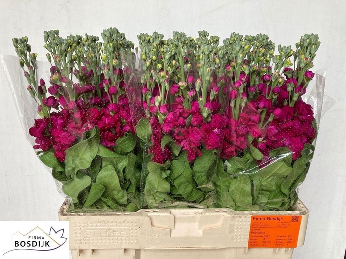 <h4>MATTH FRANCESCA</h4>