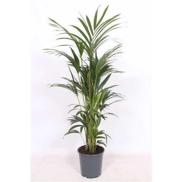 <h4>Howea forsteriana 6 per pot</h4>