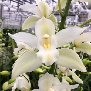 Cymb Mi Klazina De W Leekade X25