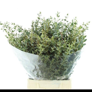 EUCA PARVIFOLIA KORT 200 GRAM