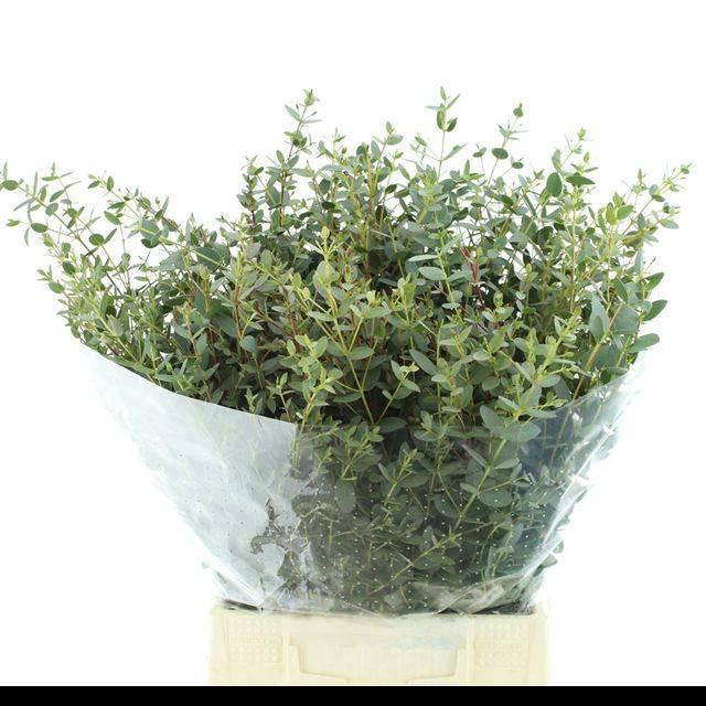 <h4>EUCA PARVIFOLIA KORT 200 GRAM</h4>