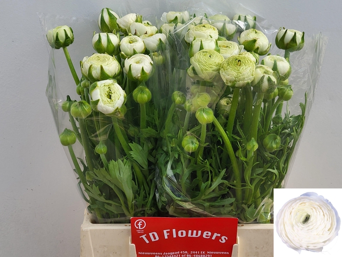 <h4>RAN AAZUR WHITE</h4>