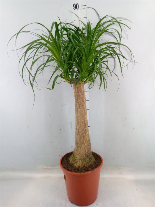 <h4>Beaucarnea recurvata</h4>