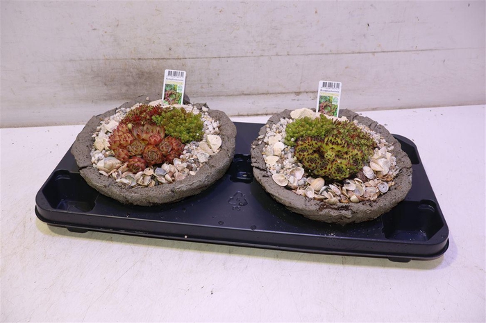 <h4>arr8 Arr Tuinplanten Rond</h4>