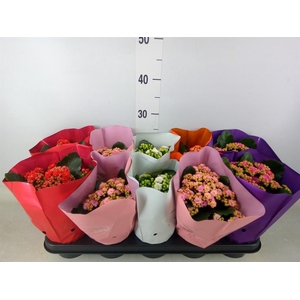 Kalanchoe blos.   ..rosebud rs fl 5