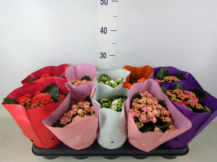 <h4>Kalanchoe blos.   ..rosebud rs fl 5</h4>