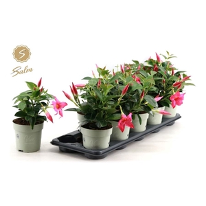 MANDEVILLA OV