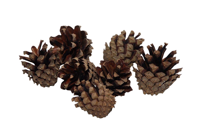 <h4>Pinecone Silvester 200g</h4>