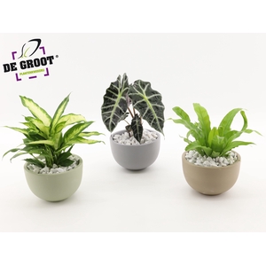 Arrangement gemengd in schaal