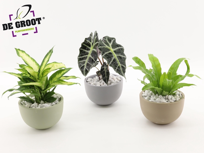 <h4>Arrangement gemengd in schaal</h4>