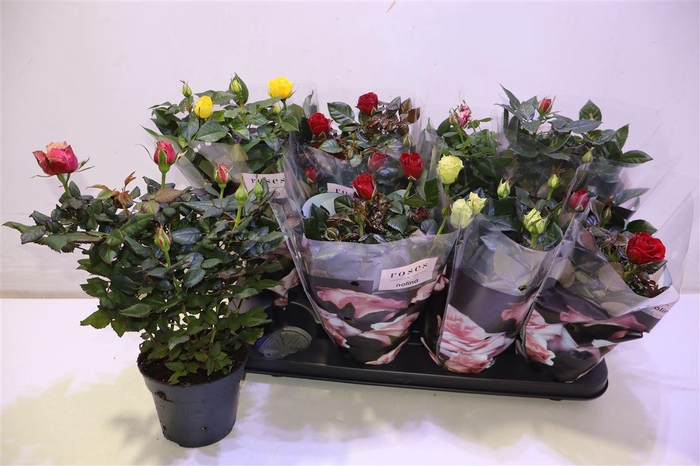 <h4>Ro Pathit Gem 6 Srt</h4>