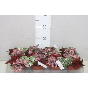 Hypoestes Mix