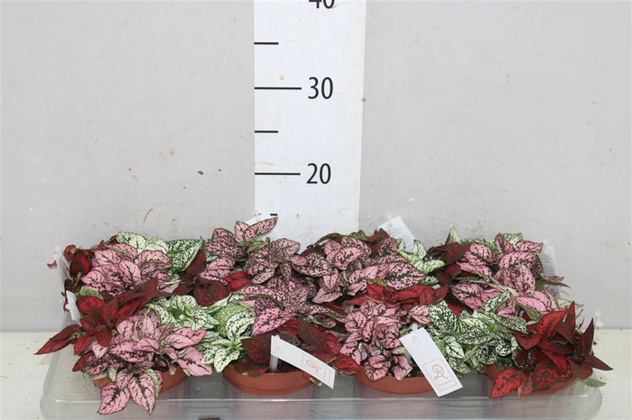 Hypoestes Mix