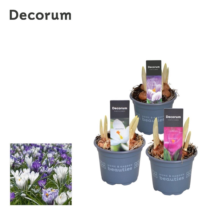 <h4>Crocus gemengd</h4>