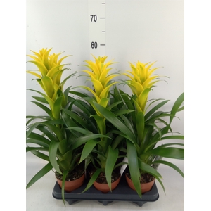 Guzmania  'Desire'