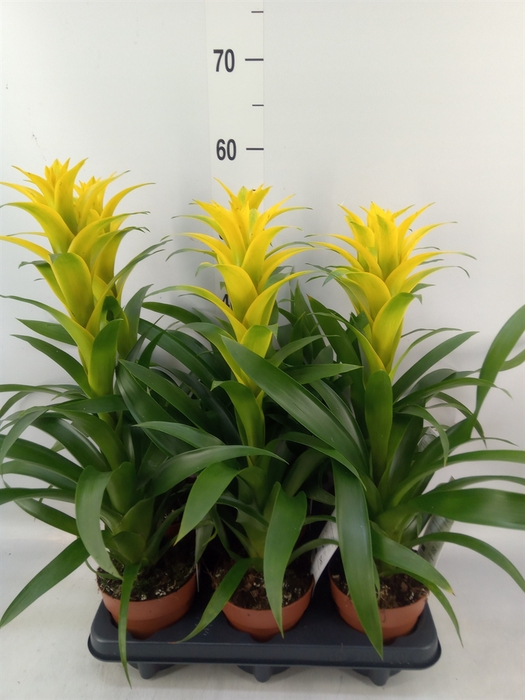 <h4>Guzmania  'Desire'</h4>