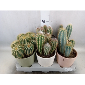 Cactus   ...mix