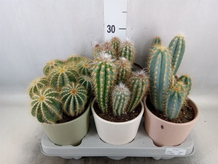 <h4>Cactus   ...mix</h4>
