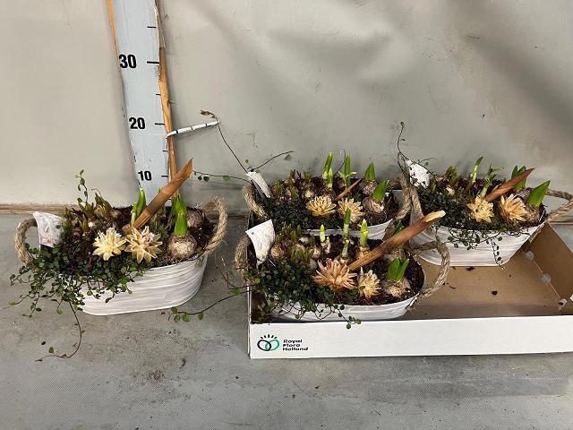 <h4>ARR BOL KNOLGEWAS</h4>