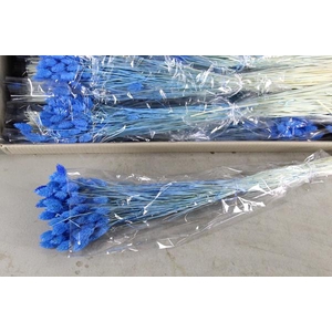 Df Phalaris Bs Light Blue 100g