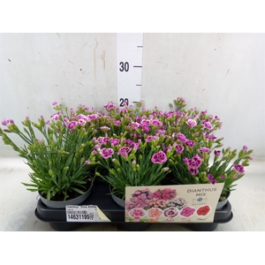 Dianthus  'Pink Kisses'