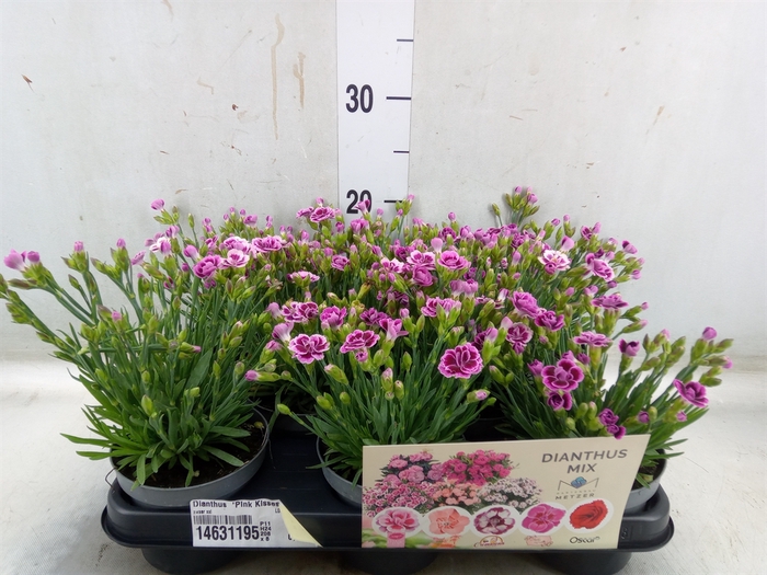 <h4>Dianthus  'Pink Kisses'</h4>