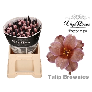 TU EN A BROWNIES XXL