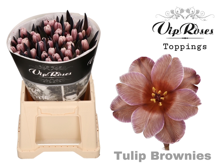 <h4>TU EN A BROWNIES (Rijpheid 1-2)</h4>