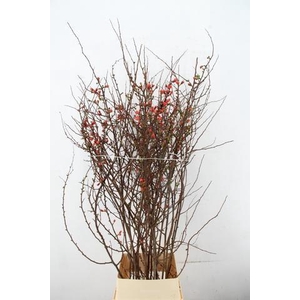 CHAENOMELES JAPONICA PINK 140CM