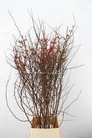 <h4>CHAENOMELES JAPONICA PINK 140CM</h4>