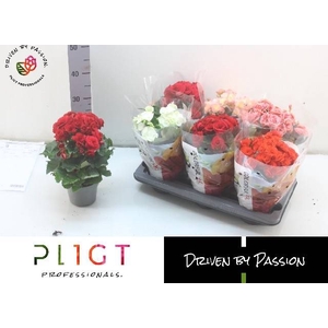 BEGONIA MIX P14